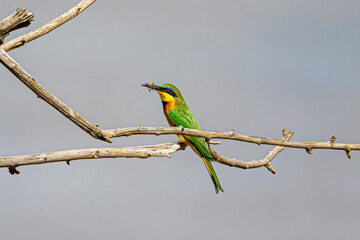 bee-eater