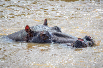 hippopotamus