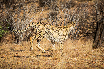 cheetah