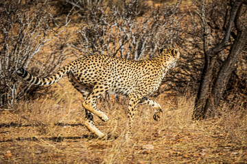 cheetah