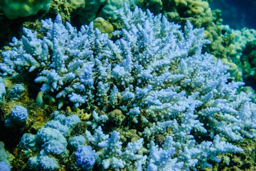 light blue corals during diving in the red sea