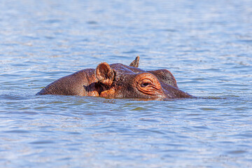 hippopotamus