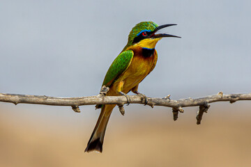 bee-eater