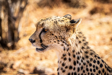 cheetah