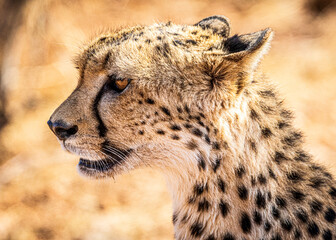 cheetah