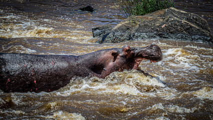 hippopotamus