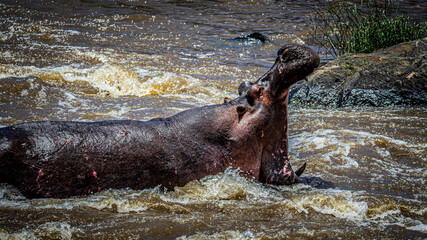 hippopotamus