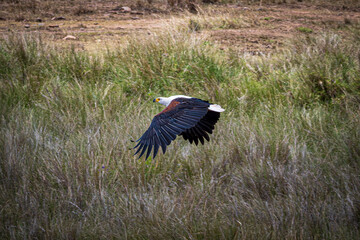 eagle in flight