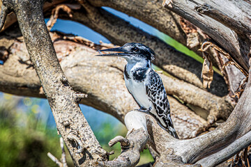 wildlife in the savannah