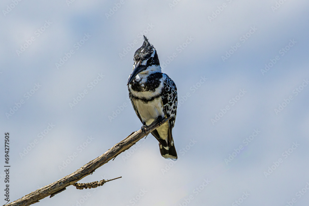 Wall mural bird on a branch