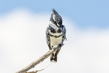 bird on a branch