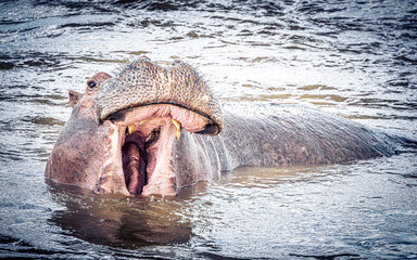 hippopotamus