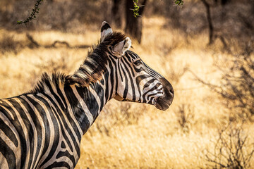 zebra