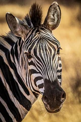  zebra © Alvaro