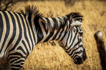 Foto op Plexiglas zebra © Alvaro
