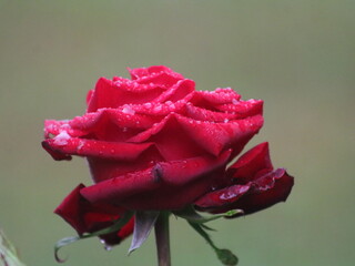 Red rose on a bush with a bud