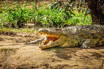crocodile in the wild