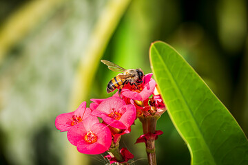 bee on a flower