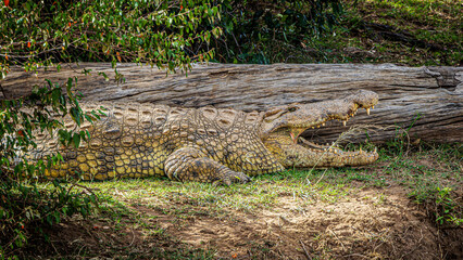 crocodile in the wild
