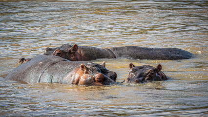 Fototapeta premium hippopotamus in water