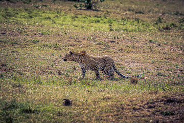 leopard in the savannah