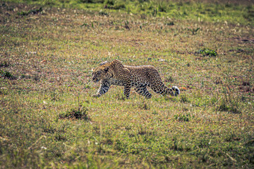 leopard in the savannah
