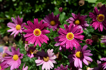 Close up of bright pink daisies