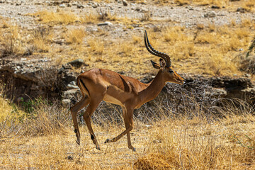 impala in the savannah