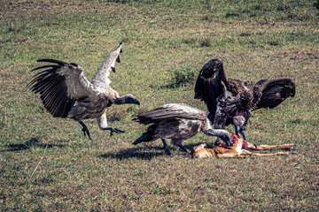 vulture