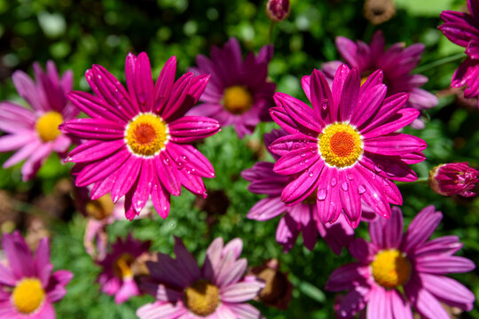 Close up of bright pink daisies
