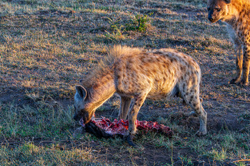 hyena