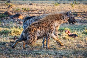 Foto op Aluminium hyena © Alvaro