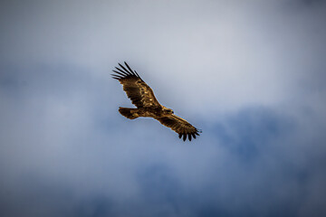 eagle in flight