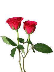 Obraz premium red rose isolated on white background