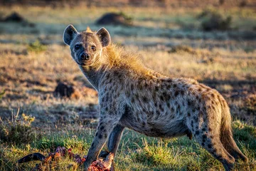 Papier Peint photo Lavable Hyène hyena