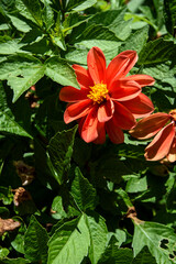 Bright coloured summer flower in bloom