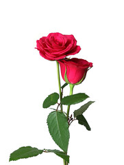 Fototapeta premium red rose isolated on white background