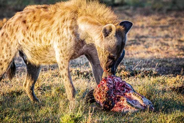 Cercles muraux Hyène hyena