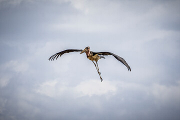 bird in flight