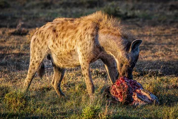 Foto op Canvas hyena © Alvaro