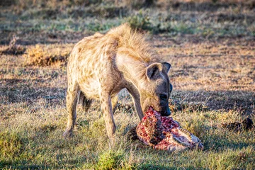 Rolgordijnen hyena © Alvaro