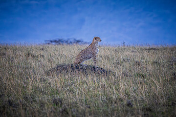 cheetah in the savannah