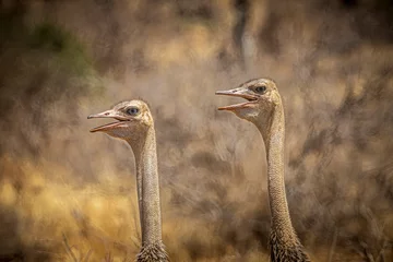 Keuken foto achterwand ostrich in the wild © Alvaro