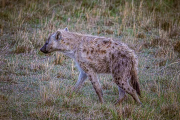 Crédence de cuisine en verre imprimé Hyène hyena