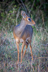 deer in the wild