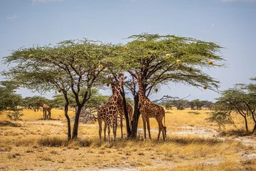 Zelfklevend Fotobehang giraffe © Alvaro