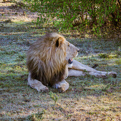 Naklejka premium lion