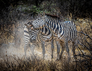 zebras