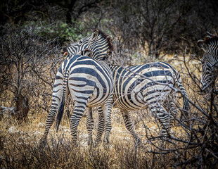 zebras