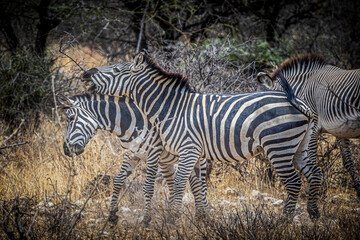 zebras